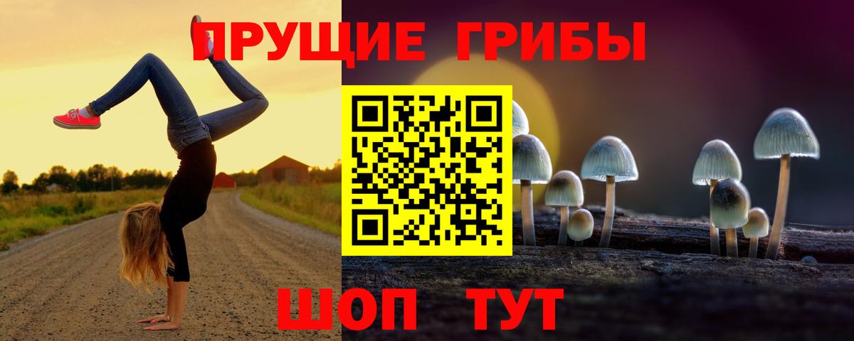 Псилоцибиновые грибы Psilocybe Асино